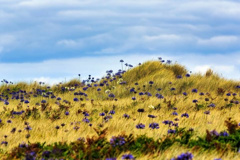 Dune Landscape, Blue and White lilies of the nile (Agapanthus), Love Flowers, Isle of Tresco, Isles