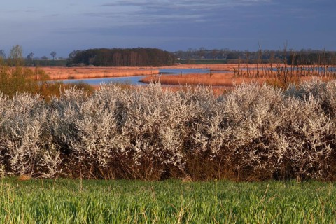 Hawthorn in bloom in spring, view of the Randow loop of the River Peene, Peene Valley River