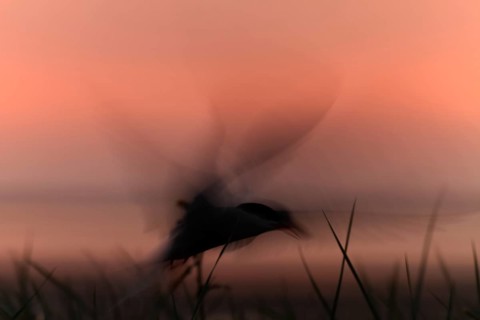 Common Tern (Sterna hirundo), flight study at sunset, in flight with motion blur of the wings,