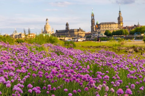 Flowering chives on the Elbe meadows in Dresden's Old Town with silhouette