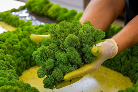 Moss Moss Manufacture