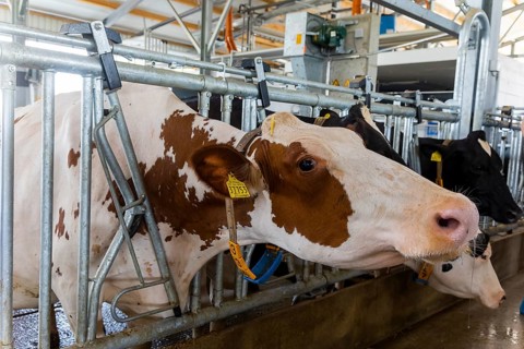Winner of the Saxon State Competition for Animal-Friendly and Environmentally Compatible Husbandry