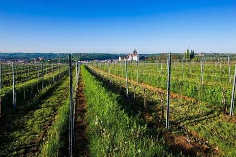 Proschwitz vineyard The Proschwitz vineyards were owned by the Bishops of Meissen from the middle