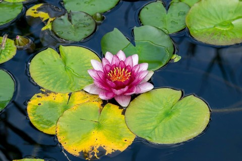 Pink water lily (Nymphaea) Baden-Württemberg, Germany, Europe