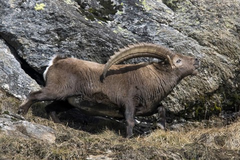 Alpine ibex (Capra ibex) male with large horns scenting air during the rut in winter, Gran Paradiso