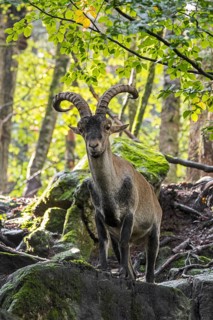 Iberian ibex, Spanish ibex (Capra pyrenaica) male foraging among rocks in forest on mountain slope