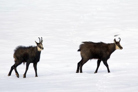 Two Chamois (Rupicapra rupicapra) bucks during the rut in the snow in winter, Gran Paradiso