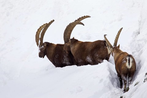 Three Alpine ibex (Capra ibex) males foraging in deep snow in winter