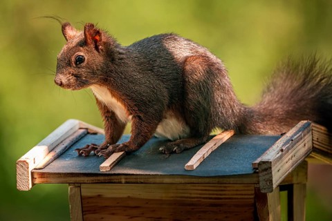 Eurasian red squirrel (Sciurus vulgaris), sitting on bird house, Ternitz, Lower Austria, Austria,