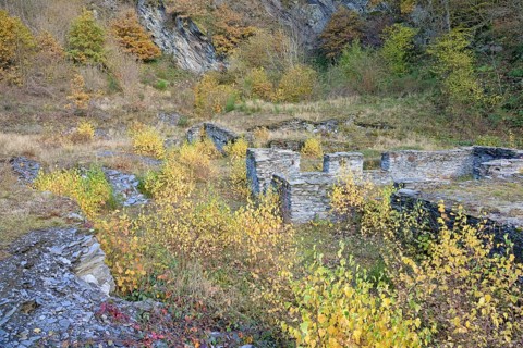 Birches (Betula) with autumn leaves between slate walls, ruins, Eastern Eifel,