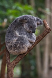 Koala (Phascolarctos cinereus), Lone Pine sanctuary, Brisbane, Queensland, Australia, Oceania