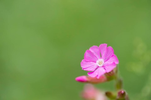 Close-up, Red campion (Silene dioica), Deister, Calenberger Bergland, Schaumburg, Hameln Pyrmont,