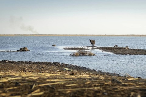 Ein Wasserbueffel steht im Weltkulturerbe Marschland, in Basra, 10.03.2023. Am Horizont sieht man