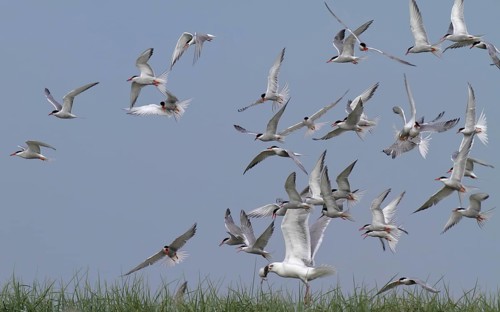 Common Tern (Sterna hirundo), joint predation defence in the colony, european herring gull (Larus