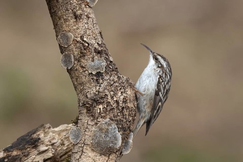 Garden treecreeper at the feeder, Upper Austria, Austria, Europe