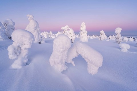Snowed-in trees, winter landscape, Riisitunturi National Park, Posio, Lapland, Finland, Europe