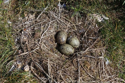 Black-headed Black-headed Gull (Chroicocephalus ridibundus), clutch of three eggs, hatching of the