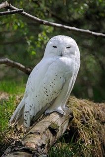 Snowy Owl (Nyctea scandiaca) portrait, Scandinavia