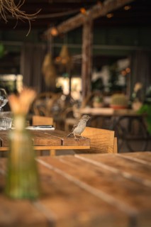 Small bird in beach bar on table, Zandvoort, Netherlands
