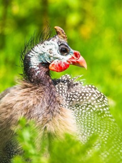 Portrait of Helmeted Guinea Fowl (Numida meleagris)