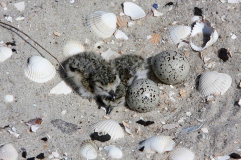 Ringed Plover (Charadrius hiaticula), clutch on the beach, search image, well camouflaged on the
