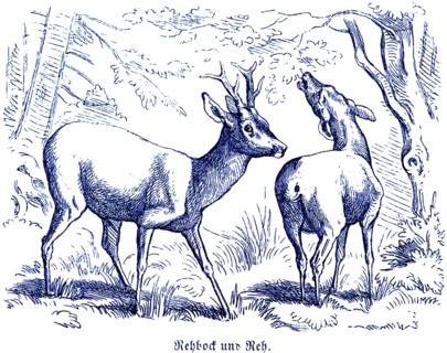 Roebuck and roe deer, Hubertus hunting and hunting scenes, wild animals, Two roe deer, antlers,