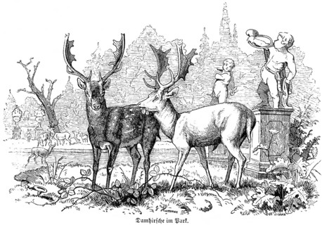 Two fallow deer in the park, Hubertus hunting, hunting scenes, antlers, castle park, statues, wild