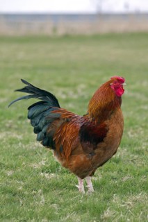 Cock, Rooster (Gallus gallus domesticus) at poultry farm