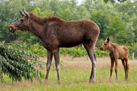 Eurasian cow elk with moose (Alces alces) calf captive in Sababurg Zoo, Hofgeismar, Reinhardswald,
