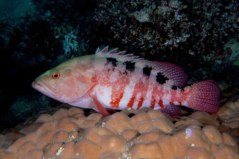 A six-striped grouper (Cephalopholis sexmaculata) resting on a stony coral (Acropora), Dangerous