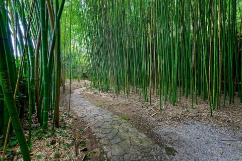 Path through bamboo garden, bamboo grove, boschetto di bambÃ¹, park or garden of Villa Garzoni,