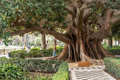 Giant rubber tree in the Jardines de Alameda Apodaca park, Cadiz, Andalusia, Spain, Europe