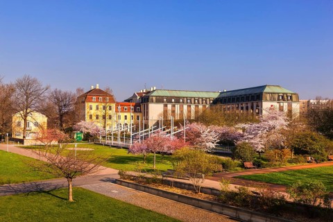 Spring on the Königsufer in Dresden