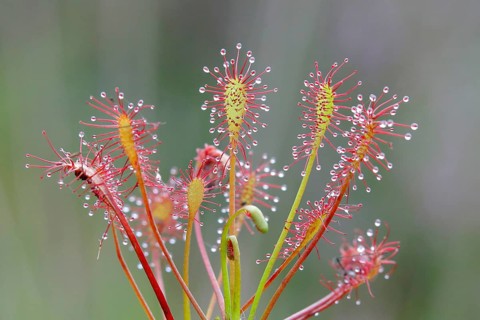 Oblong-leaved sundew (Drosera intermedia), Aschendorfer Obermoor nature reserve, Wildes Moor,