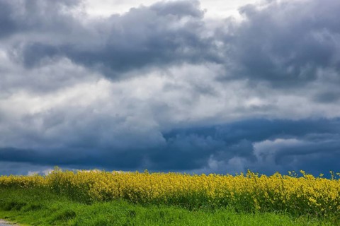 Rape fields near Batzdorf in the district of Meissen