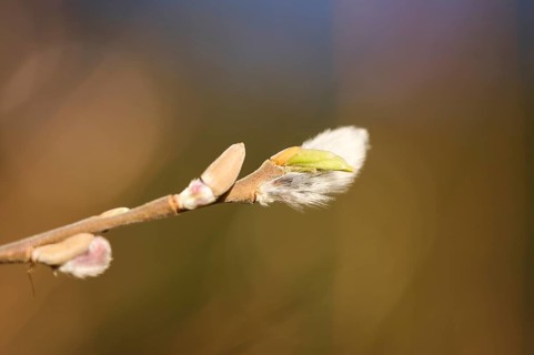 Eastern crack-willow (Salix euxina) pussy willow, detail, Upper Palatinate, Bavaria, Germany,