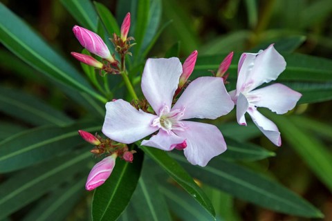 Oleander (Nerium oleander), also oleander, flower, pink flowering, Baden-Württemberg, Germany,