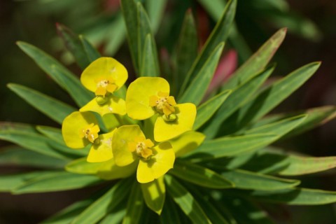 Yellow spurge (Euphorbia dendroides), macro, flower, from above, Zingaro, national park, nature