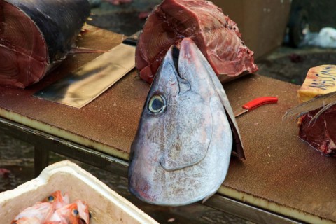 Pieces of tuna, fish head, detail, fish market, Catania, Old Town, Baroque Old Town, Eastern
