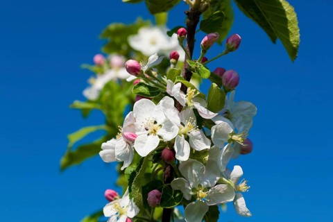 Orchards near Borthen