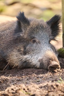 Wild boar (Sus scrofa) in a forest, portrait, Bavaria, Germany Europe