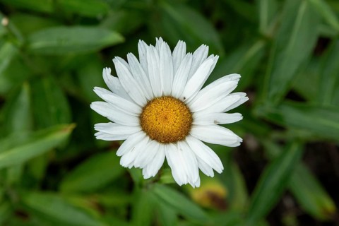 Marguerite, Glücksburg, Schleswig-Holstein, Germany, Europe