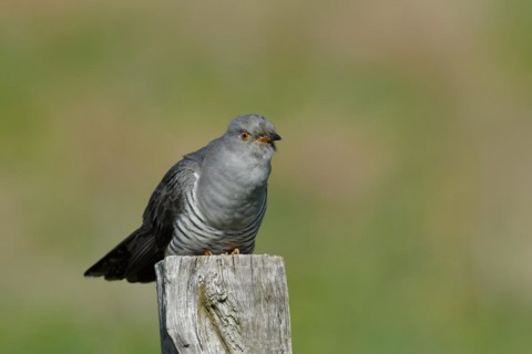Common cuckoo (Cuculus canorus), male sitting on post of a pasture fence, Wildlife, Westerwald,