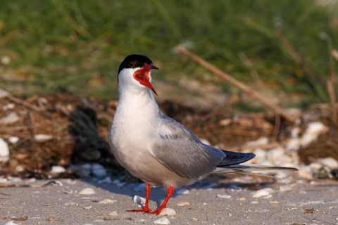 Common Tern (Sterna hirundo), mating in the colony, Lower Saxon Wadden Sea National Park, East