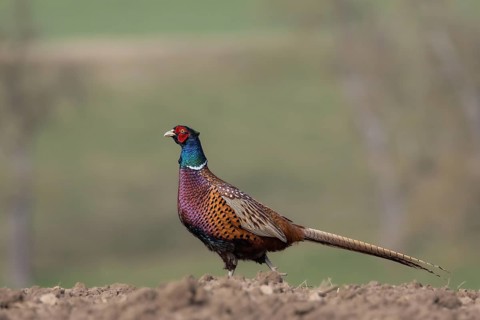 Pheasant striding across a field, Upper Austria, Austria, Europe