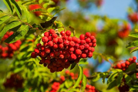 Mountain ash is an important food plant for animals. This has been proven so far for 31 mammal and