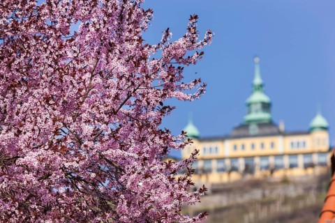 Radebeul Spring at the Spitzhaus