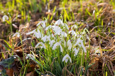 Blooming snowdrops in the village centre of Altübigau
