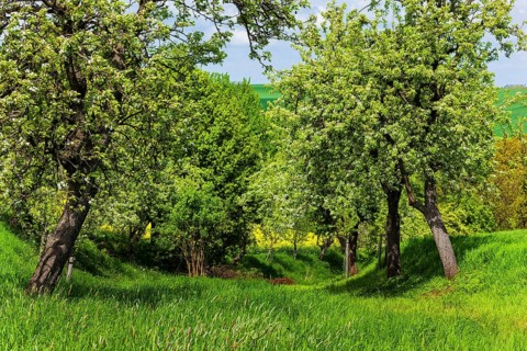 Pigeon home field path in spring