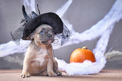 Adorable French Bulldog dog puppy dressed up with large Halloween witch hat in front of seasonal